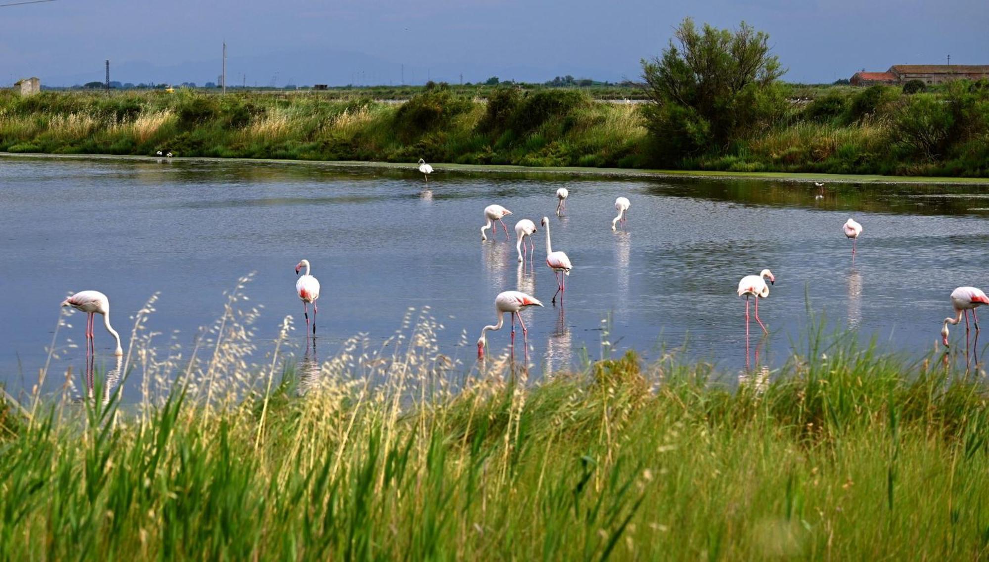 Appartamenti Nonna Rosa Taglio Di Po Экстерьер фото